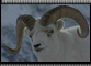 Life Cycle - Dall Sheep
