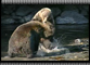 Wildlife Thumb
